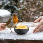De RSPCA waarschuwt tuinbezitters met roodborstjes om dit eenvoudige keukeningrediënt neer te zetten