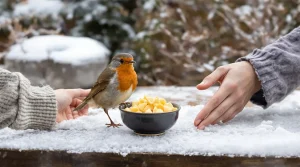 De RSPCA waarschuwt tuinbezitters met roodborstjes om dit eenvoudige keukeningrediënt neer te zetten