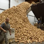 Frankrijk bereidt grootschalige vernietiging van aardappelen voor: dit is waarom